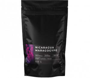 Nicaragua Maragogype