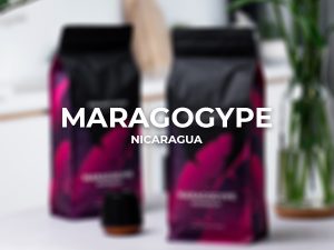 Rūšinės kavos pupelės Nicaragua maragogyp