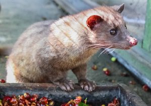 luwak